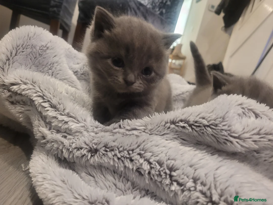British Shorthair cats for sale: BSH kittens  - Advert 4