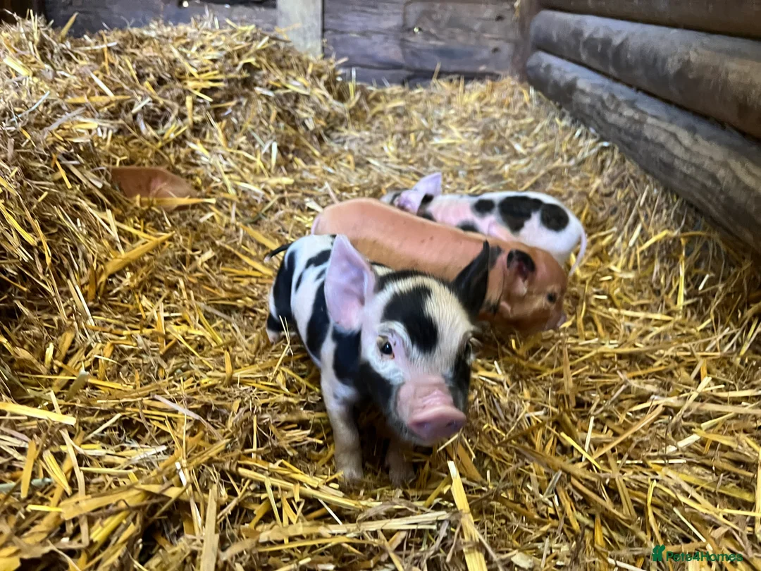 Pig livestock for sale: purebred Kune kune pigs - Advert 4