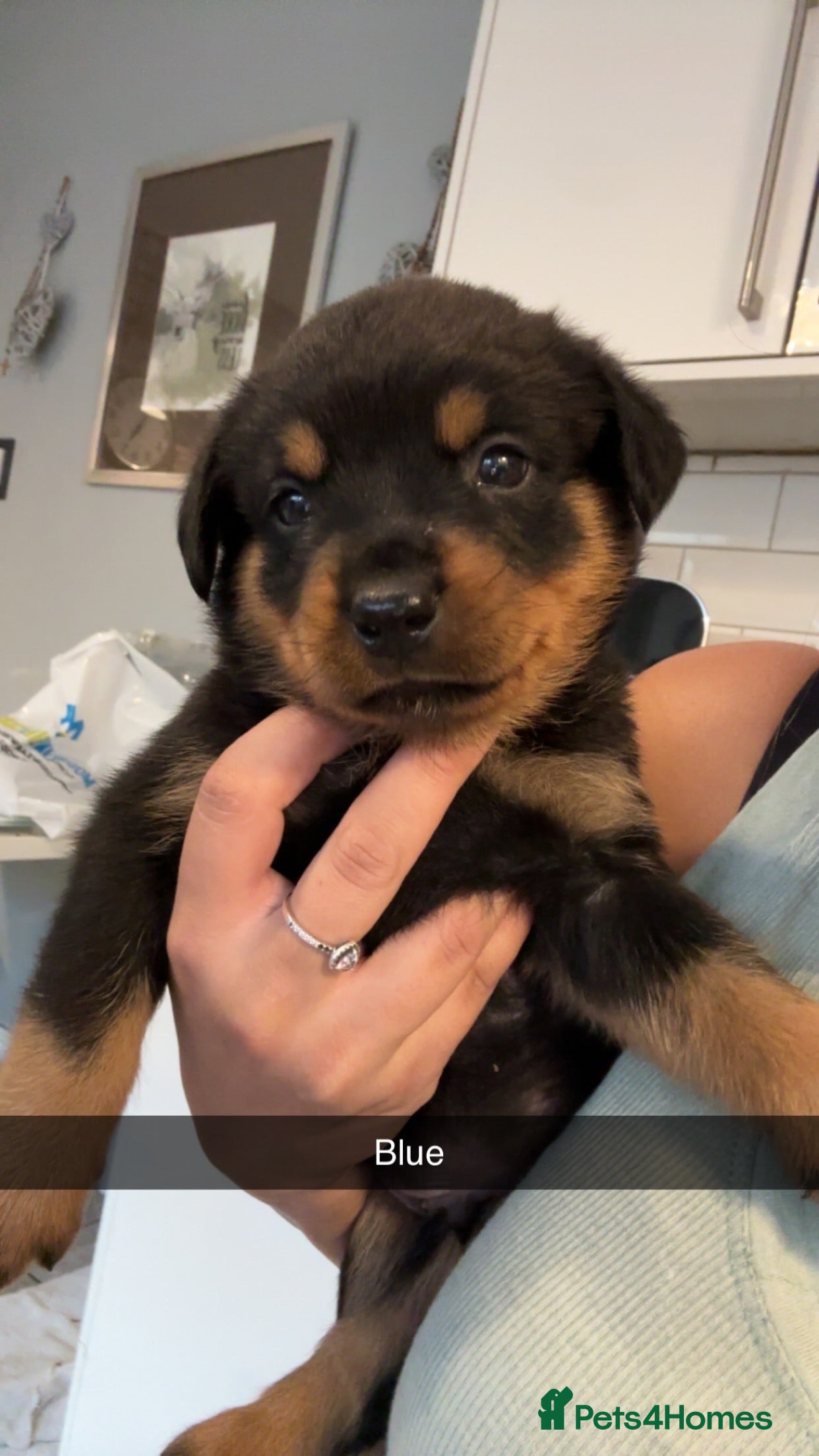 Rottweiler dogs BEAUTIFUL ROTTWEILER PUPPIES - Advert 2