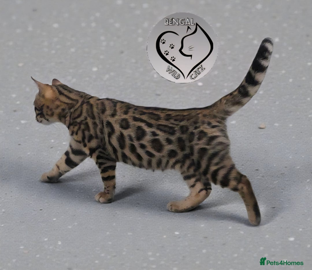 Bengal cats for sale: 1 beautiful boy from tica champion lines - Advert 2