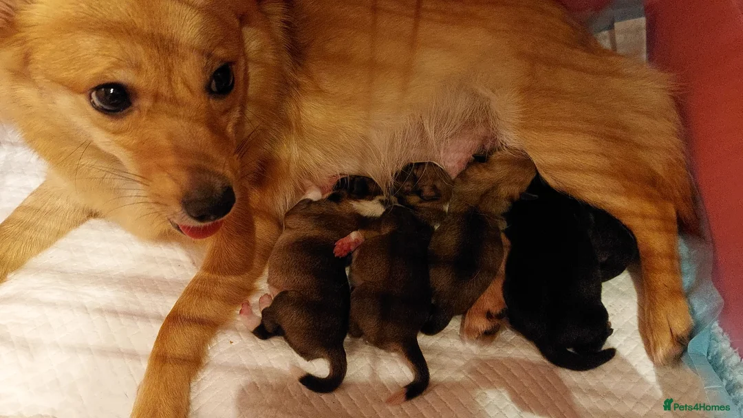 Mixed Breed dogs for sale: Puppies for sale - Advert 2