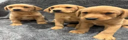 Labrador Retriever dogs for sale: FOX RED PUPPIES - Advert 2