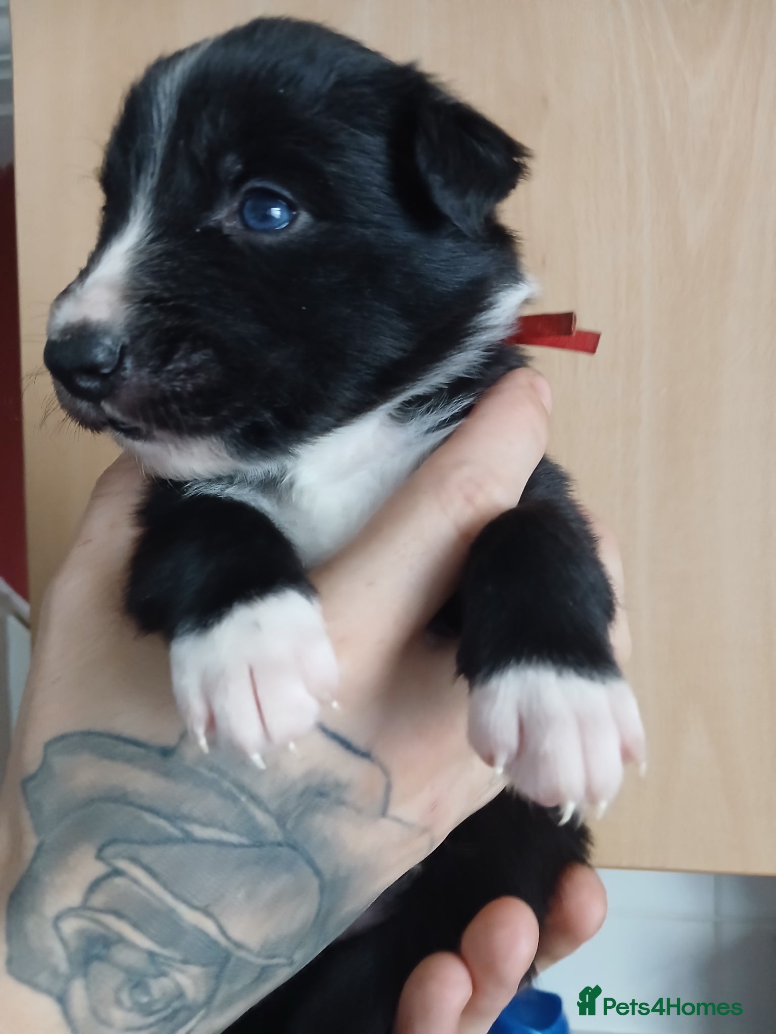 Border Collie dogs 4 beautiful puppies  - Advert 4