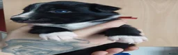 Border Collie dogs for sale: 1 beautiful boy left - Advert 14