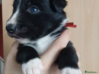 Border Collie dogs 4 beautiful puppies - Advert 4