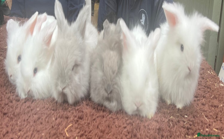 Angora rabbits in Winsford - Advert 13