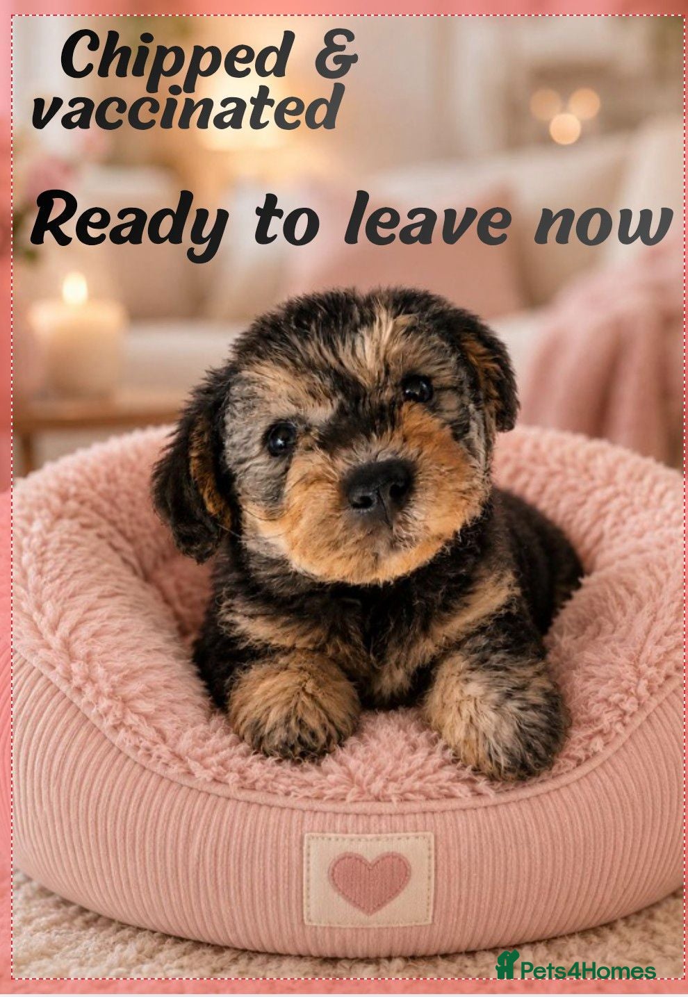 Mixed Breed dogs Adorable poodle x scoodle puppies  - Advert 10