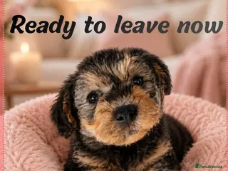 Mixed Breed dogs Adorable poodle x scoodle puppies - Advert 10