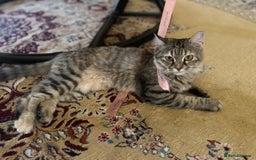 Mixed Breed cats for adoption: PERSE -ADORABLE VERY FRIENDLY KITTEN SPAYED - Image 1