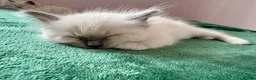 Ragdoll cats for sale: RAGDOLL kittens 3xBOYS, 3xGIRLS - Advert 14