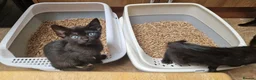 Siamese cats for sale: Beautiful Black Siamese Cross Kittens Ready Now - Advert 6