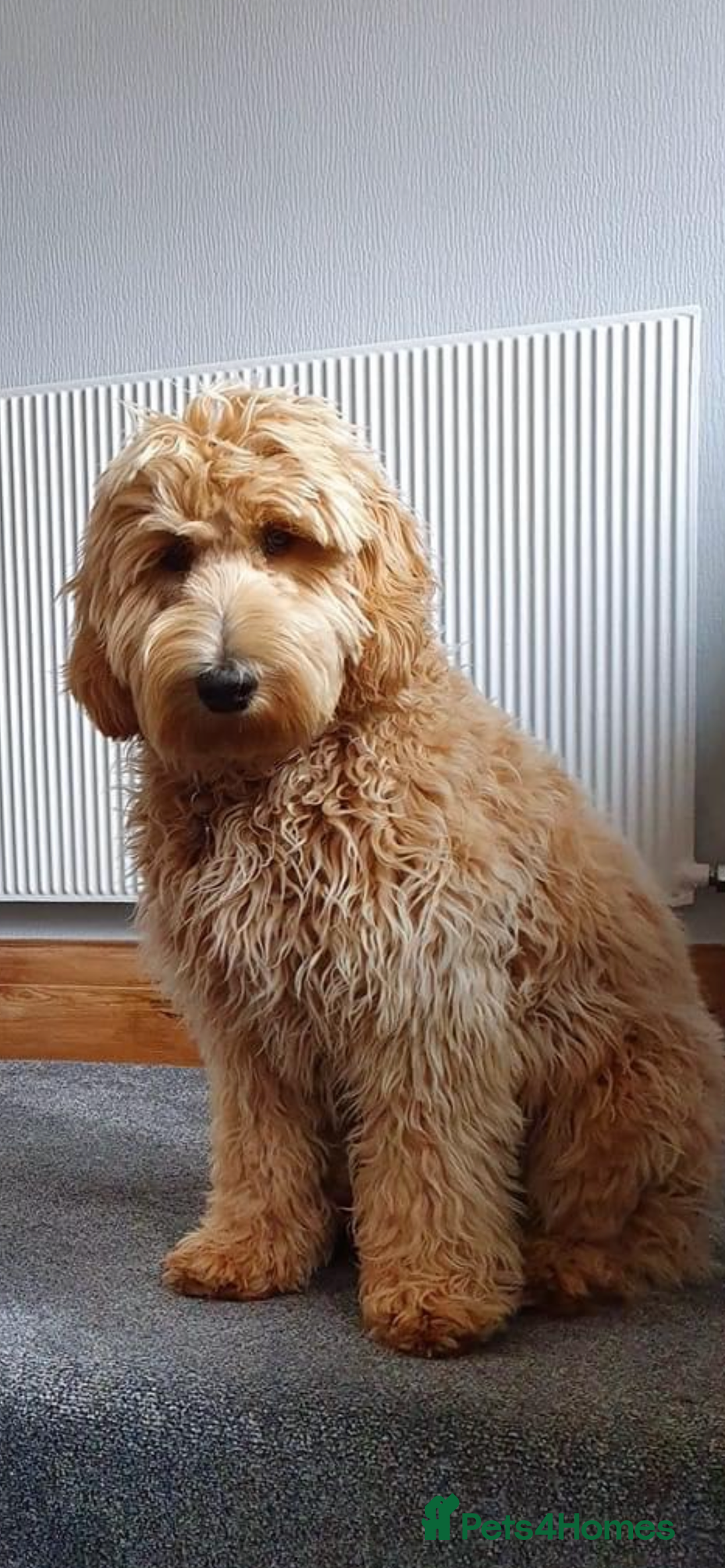 Goldendoodle dogs for sale: Multigenerational Doodles - Advert 18