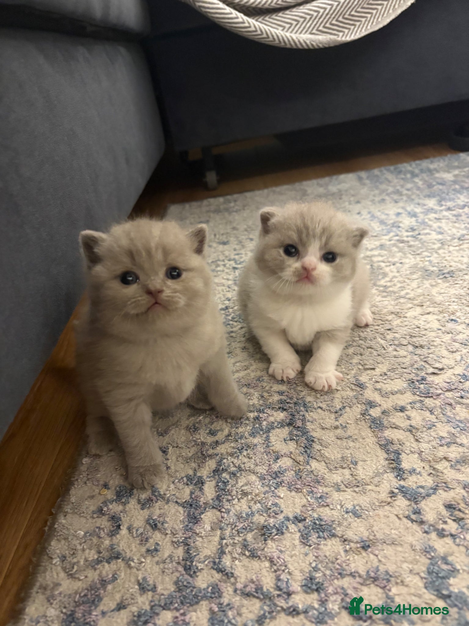 Scottish Fold cats 6 Scottish fold kittens  - Advert 2