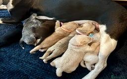 Mixed Breed dogs for sale: Gorgeous pups for sale - Image 8