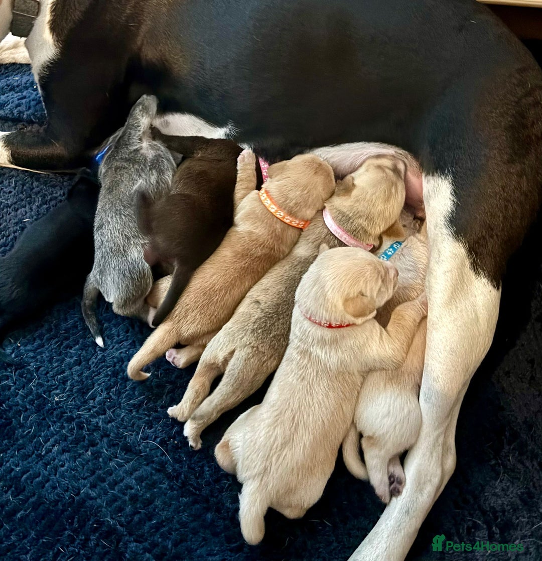 Mixed Breed dogs for sale: Gorgeous pups for sale - Image 8