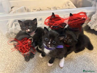 Ragdoll cats - Advert 21