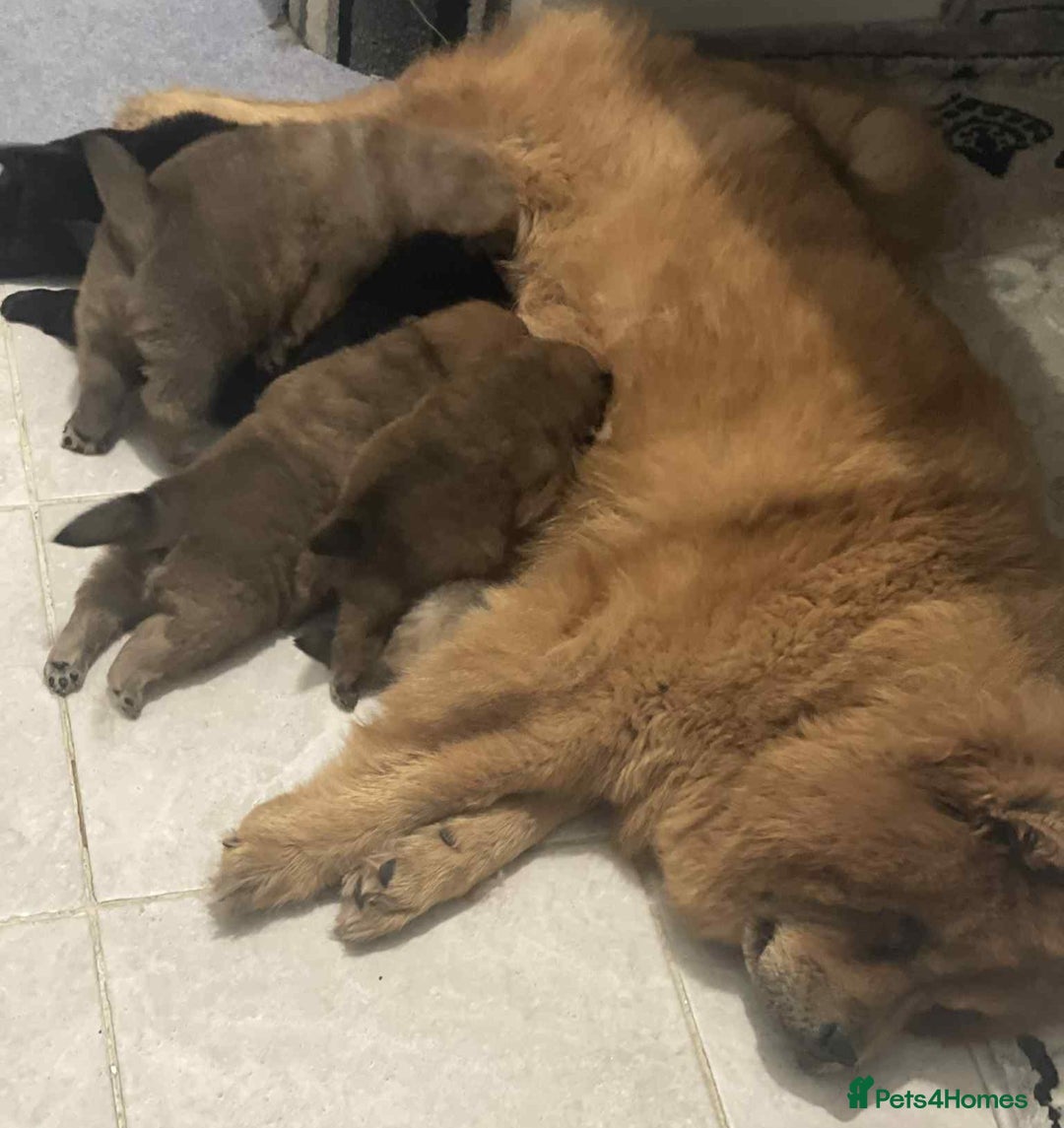 Chow Chow dogs for sale: “Fluffy & Loving Chow Chow Puppy " - Advert 8