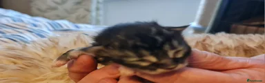 Maine Coon Kitten 4