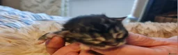Maine Coon cats for sale: Beautiful TICA registered Maine Coon kittens in Darlington - Advert 18