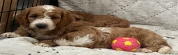 Cockapoo dogs for sale: AMAZING HEALTH CLEAR F1 COCKAPOO  - Advert 1