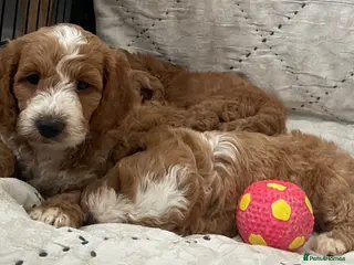 Cockapoo dogs AMAZING HEALTH CLEAR F1 COCKAPOO - Advert 2