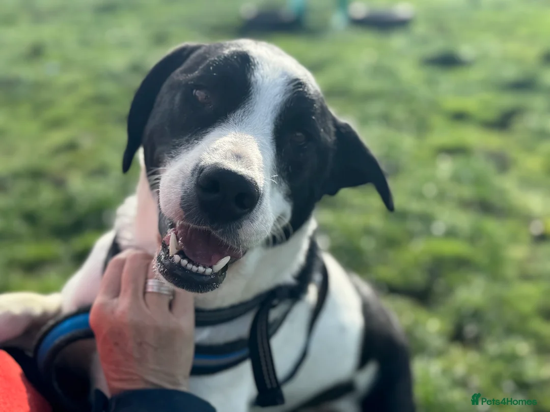 Mixed Breed dogs for adoption: Maya & Luca still waiting for you to see them 💔 - Advert 21