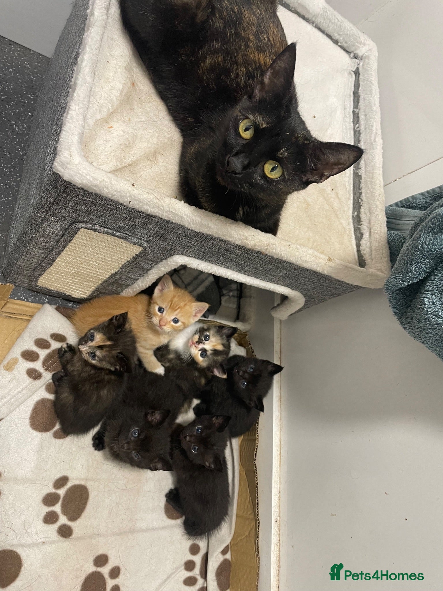 Mixed Breed cats Kittens for sale  - Advert 2