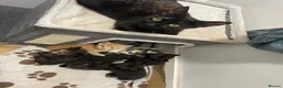 Mixed Breed cats for sale: Kittens for sale  - Advert 1