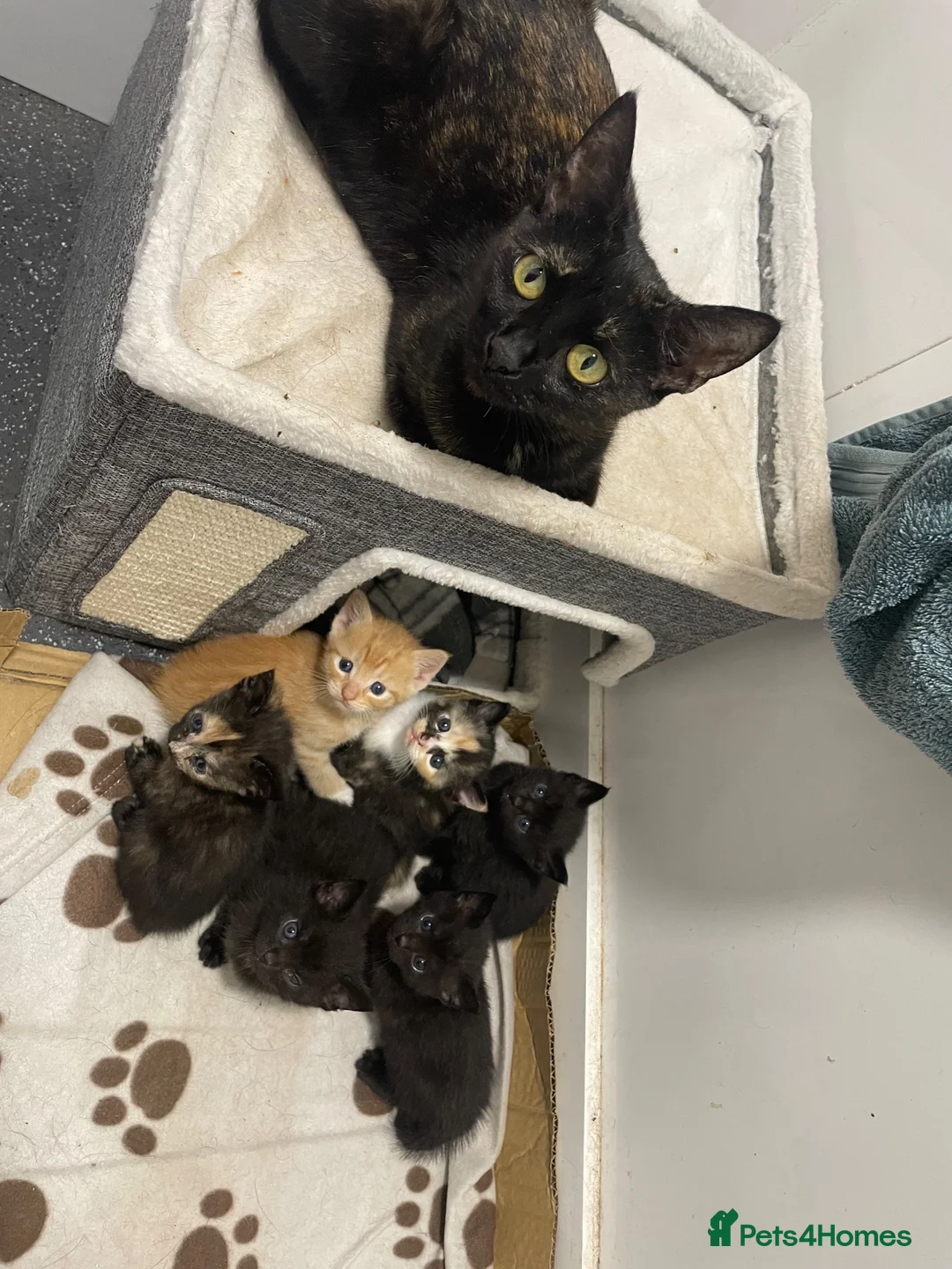 Mixed Breed cats for sale: Kittens for sale  - Advert 1