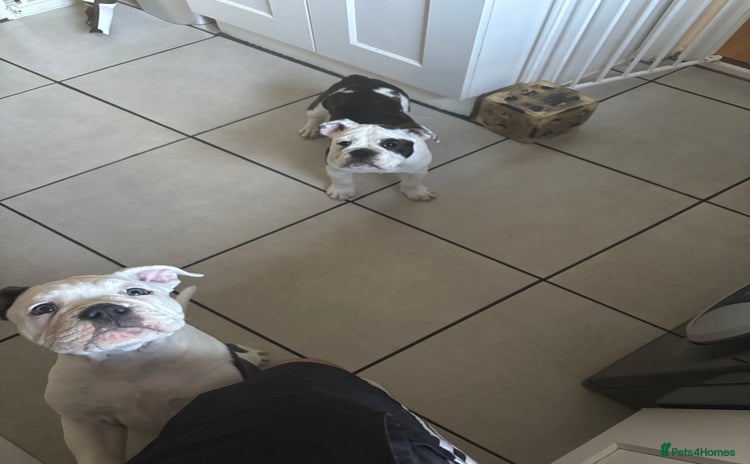 Olde English Bulldogge dogs - Advert 1