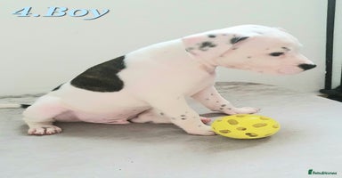 Mixed Breed dogs - Advert 10