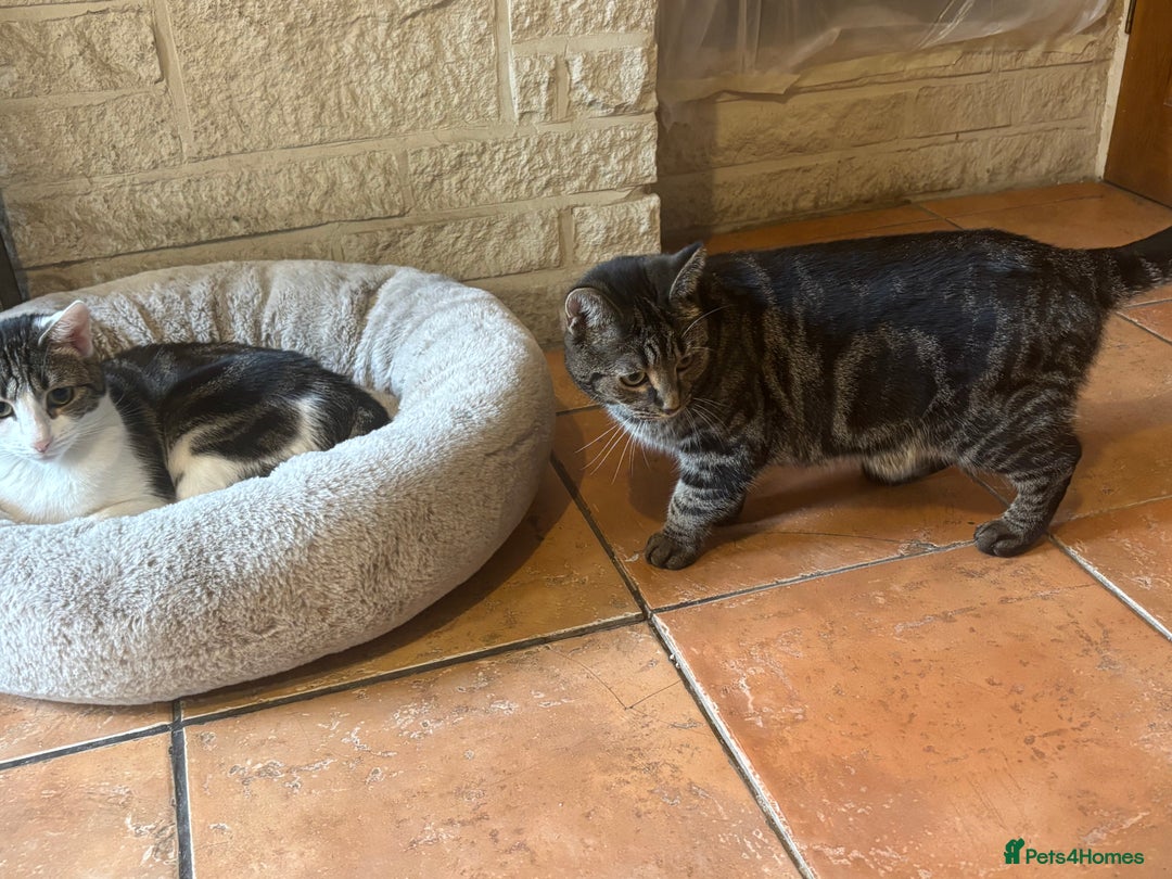 British Shorthair cats for sale: Two young female cats  - Image 5