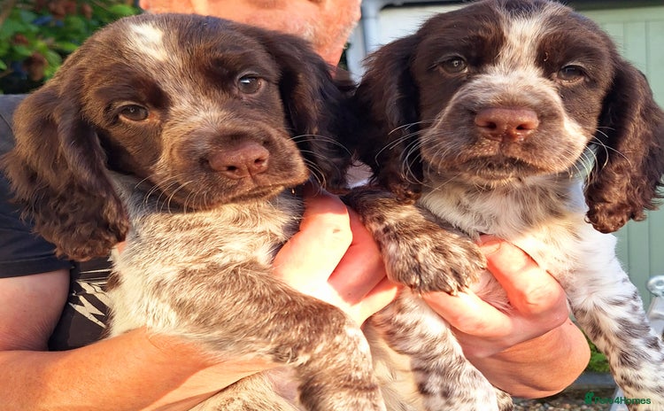 Cocker Spaniel dogs - Advert 2