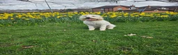 Goldendoodle dogs for sale: Last mini goldendoodle girl - Advert 2