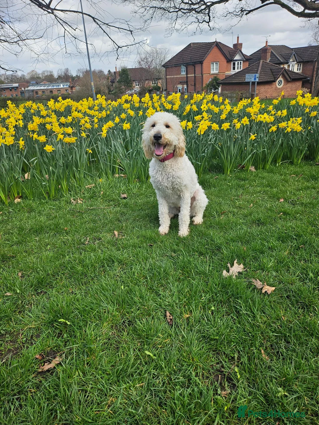 Goldendoodle dogs for sale: Last mini goldendoodle girl - Advert 2