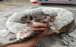 Mixed Breed cats for sale: 2 Adorable Boy Kittens for sale - Image 6