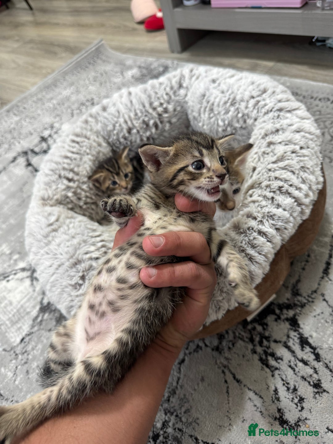 Mixed Breed cats for sale: 2 Adorable Boy Kittens for sale - Image 6