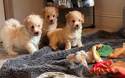 Poochon dogs for sale: *Stunning Poochon puppies* - Image 1