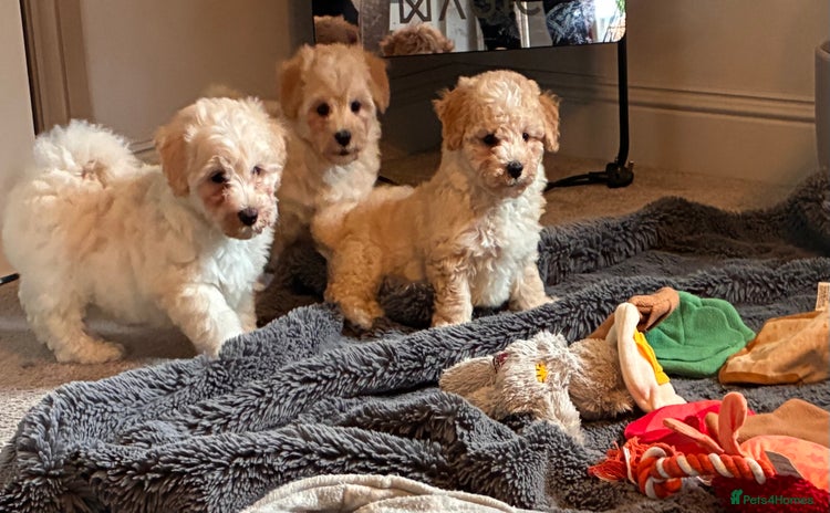 Poochon dogs - Advert 16