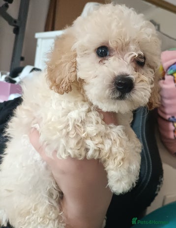 Maltipoo dogs - Advert 1