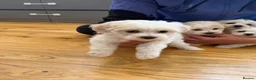 Bichon Frise dogs for sale: Bichon Maltese  - Advert 12