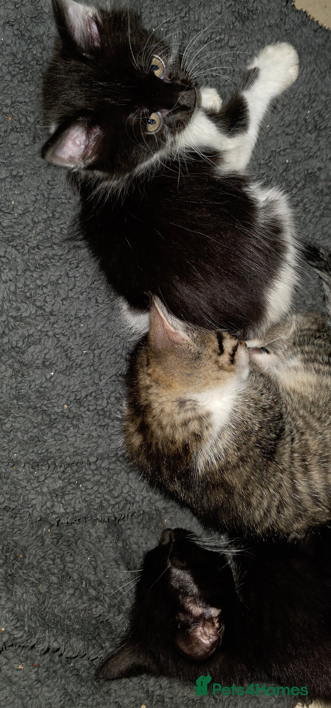 Mixed Breed cats for sale: Friendly playful kittens ready to find thier new  - Image 22