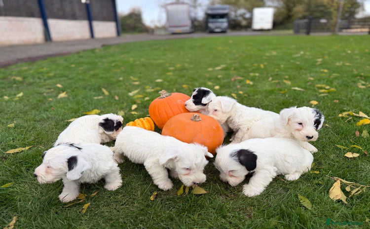 Sealyham Terrier dogs - Advert 1