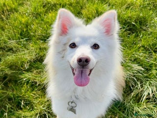 Japanese Spitz dogs - Advert 2