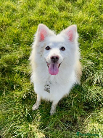 Japanese Spitz dogs - Advert 2