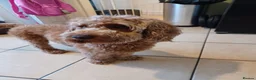 Cockapoo dogs for sale: One F2 miniature cockapoo puppy left! - Advert 6