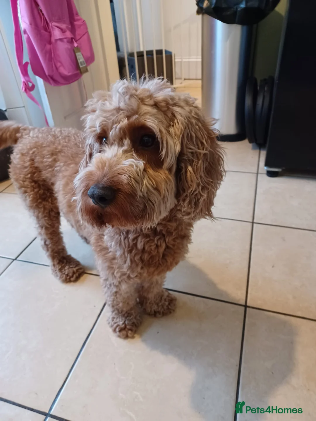 Cockapoo dogs for sale: One F2 miniature cockapoo puppy left! - Advert 6