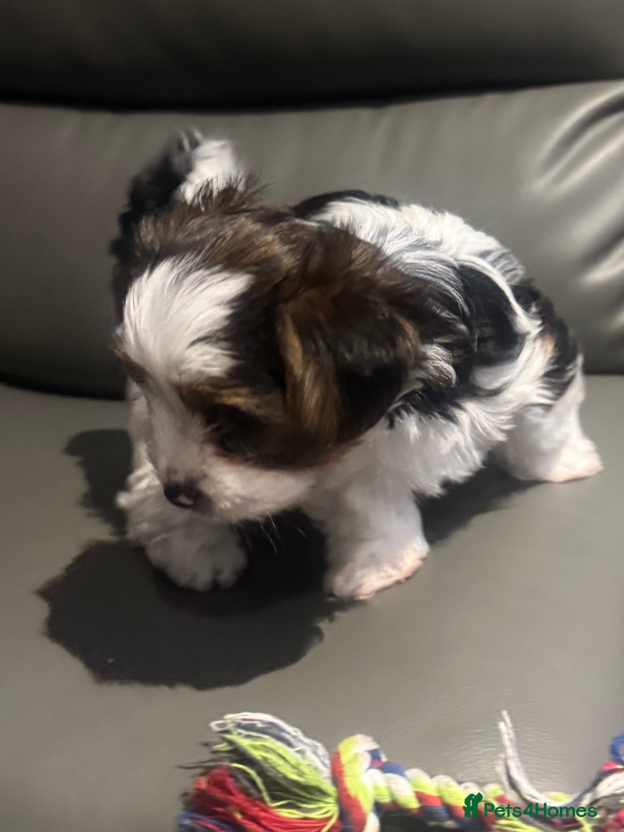 Biewer Terrier dogs Biewer Terrier - Advert 1