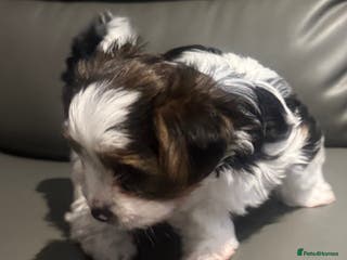 Biewer Terrier dogs Biewer Terrier - Advert 1