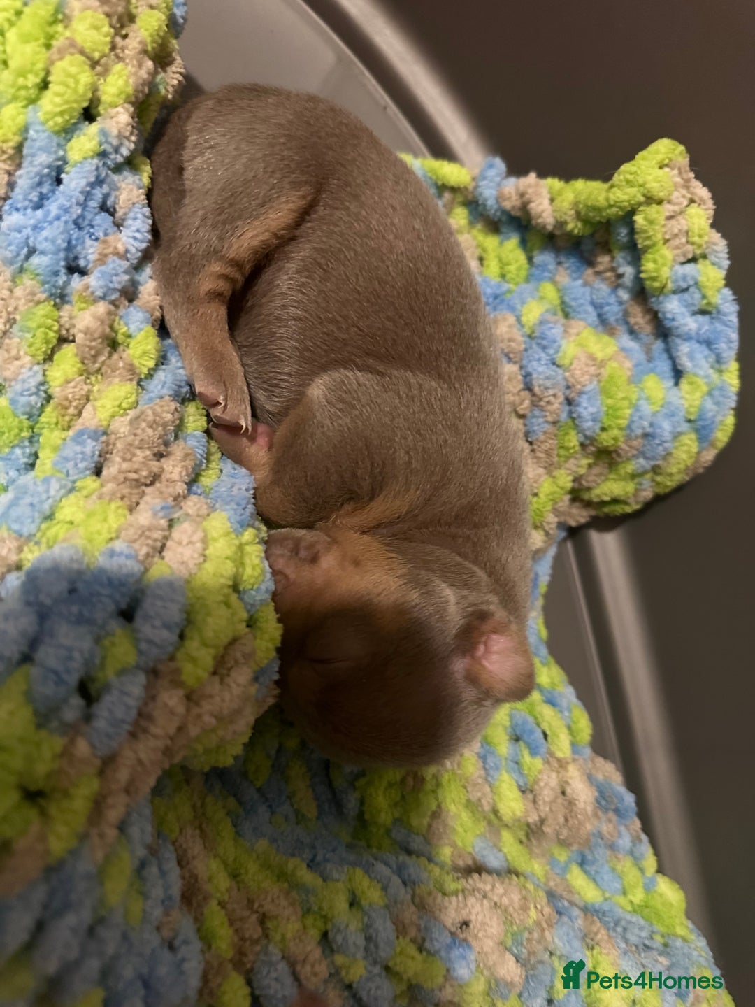 Jack Russell dogs for sale: Jack Russel puppies  - Advert 3